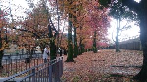 京都動物園 紅葉
