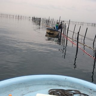 琵琶湖 鮎漁