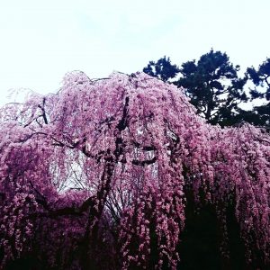 しだれ桜 御所