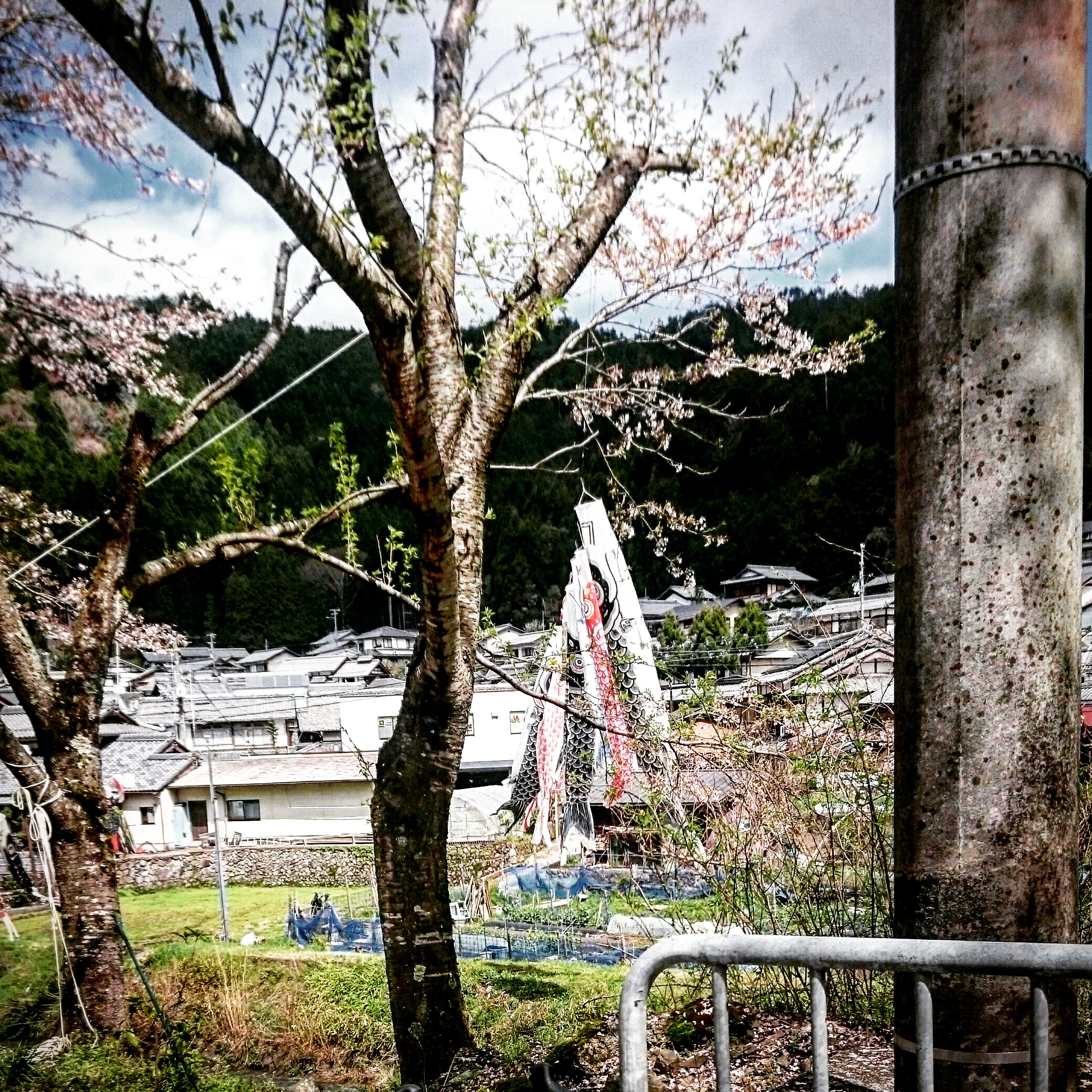葉桜 静原