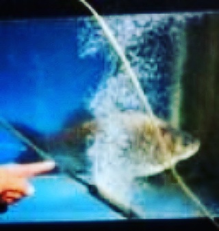 ヘラブナ フロンティア